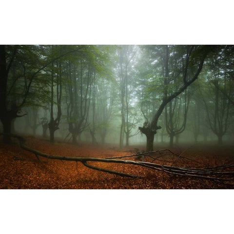 Spring II Black Modern Wood Framed Art Print with Double Matting by Vera, Urtzi