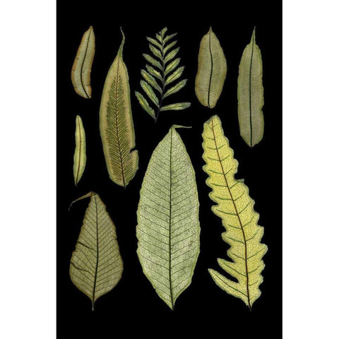 Ferns on Black II White Modern Wood Framed Art Print by Unknown