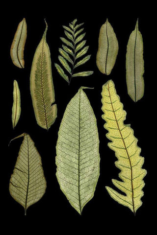 Ferns on Black II Black Ornate Wood Framed Art Print with Double Matting by Unknown