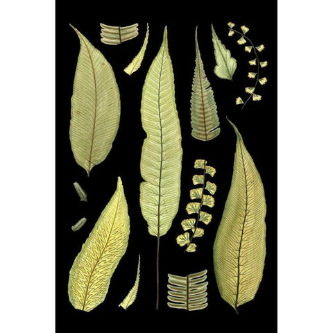 Ferns on Black III Black Modern Wood Framed Art Print by Unknown