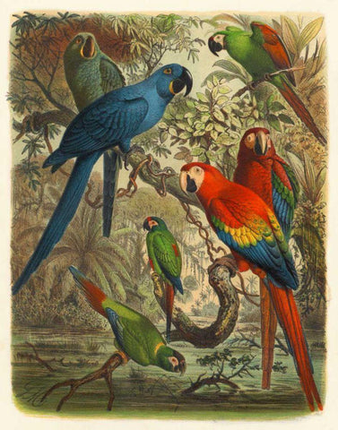 Cassel Tropical Birds III White Modern Wood Framed Art Print with Double Matting by Cassel