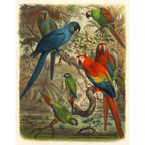 Cassel Tropical Birds III Black Modern Wood Framed Art Print with Double Matting by Cassel