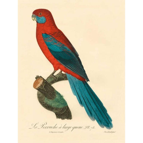 Barraband Parrot, PL 78 White Modern Wood Framed Art Print by Barraband