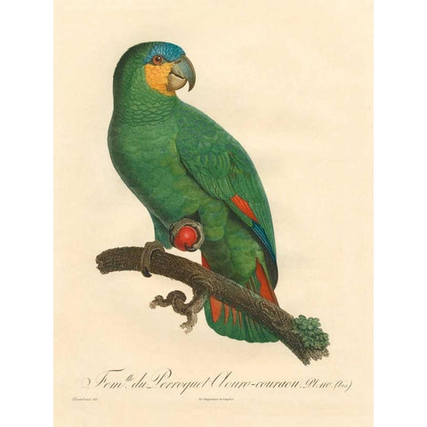 Barraband Parrot, PL 110 White Modern Wood Framed Art Print by Barraband