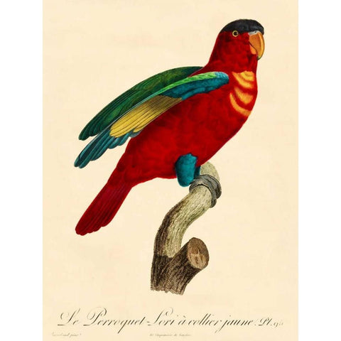 Barraband Parrot, PL 95 White Modern Wood Framed Art Print by Barraband