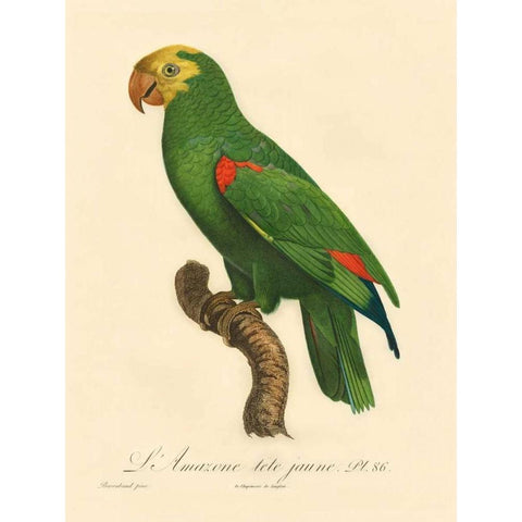 Barraband Parrot, PL 86 Gold Ornate Wood Framed Art Print with Double Matting by Barraband