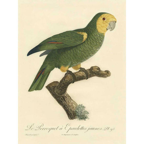 Barraband Parrot, PL 98 Black Modern Wood Framed Art Print with Double Matting by Barraband