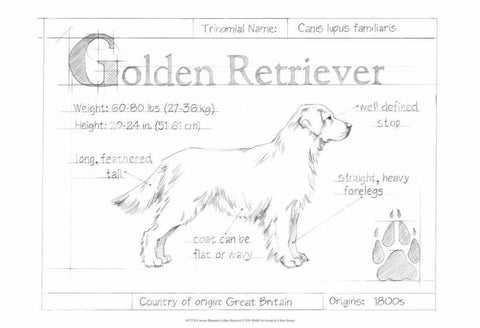 Custom Blueprint Golden Retriever Black Ornate Wood Framed Art Print with Double Matting by Harper, Ethan