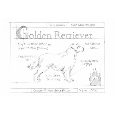 Custom Blueprint Golden Retriever Gold Ornate Wood Framed Art Print with Double Matting by Harper, Ethan