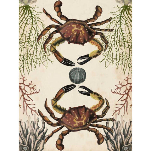 Antiquarian Menagerie - Crab Black Modern Wood Framed Art Print with Double Matting by McCavitt, Naomi