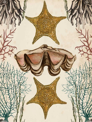 Antiquarian Menagerie - Starfish White Modern Wood Framed Art Print with Double Matting by McCavitt, Naomi