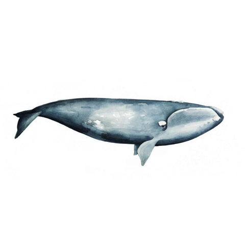 Whale Portrait III Black Modern Wood Framed Art Print with Double Matting by Popp, Grace