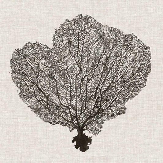Image Only