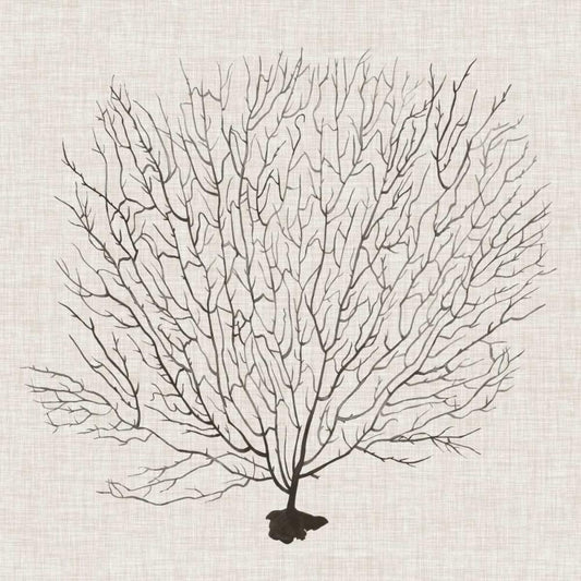 Image Only