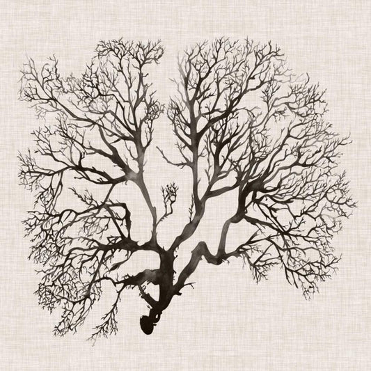 Image Only