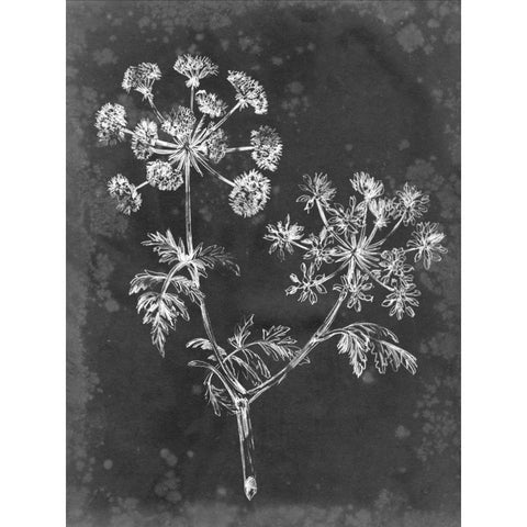 Slate Floral I Black Modern Wood Framed Art Print with Double Matting by Harper, Ethan