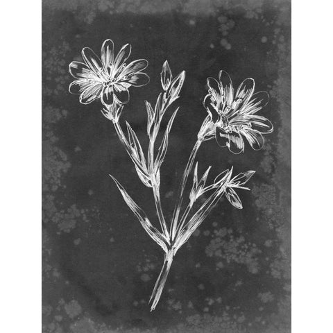 Slate Floral IV Black Modern Wood Framed Art Print with Double Matting by Harper, Ethan