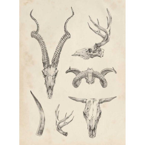 Skull and Antler Study I Black Modern Wood Framed Art Print with Double Matting by Harper, Ethan