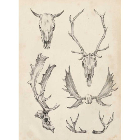 Skull and Antler Study II White Modern Wood Framed Art Print by Harper, Ethan