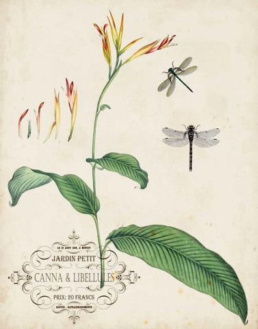 Canna and Dragonflies I White Modern Wood Framed Art Print with Double Matting by Vision Studio