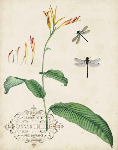 Canna and Dragonflies I Black Ornate Wood Framed Art Print with Double Matting by Vision Studio