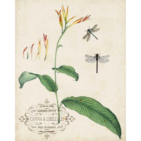 Canna and Dragonflies I Black Modern Wood Framed Art Print by Vision Studio