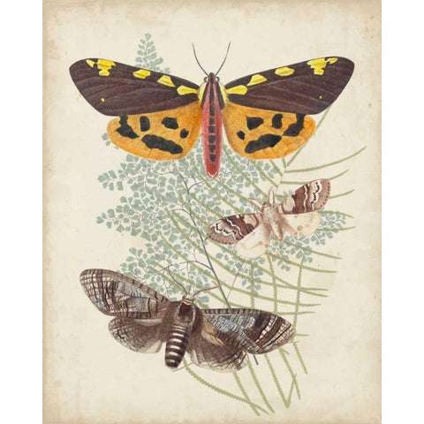 Butterflies and Ferns VI Black Modern Wood Framed Art Print with Double Matting by Vision Studio