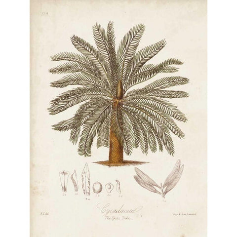 Antique Tropical Palm I Black Modern Wood Framed Art Print with Double Matting by Twining, Elizabeth
