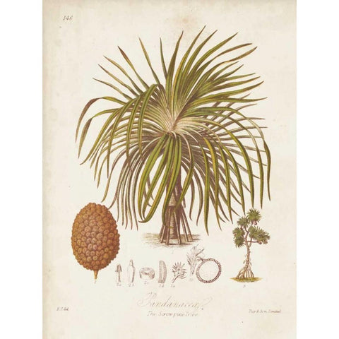 Antique Tropical Palm II Black Modern Wood Framed Art Print with Double Matting by Twining, Elizabeth