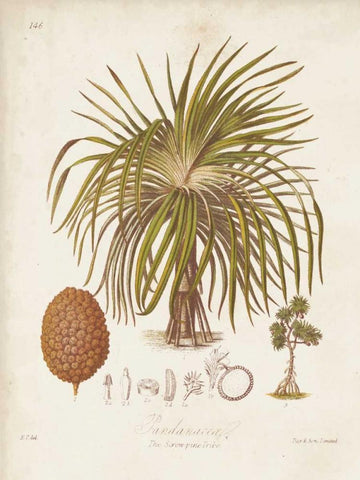 Antique Tropical Palm II Black Ornate Wood Framed Art Print with Double Matting by Twining, Elizabeth