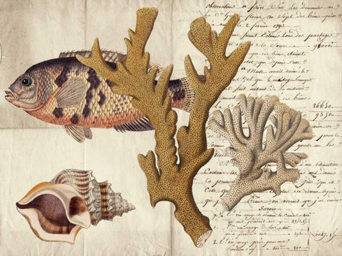 Sealife Journal I Black Ornate Wood Framed Art Print with Double Matting by Vision Studio