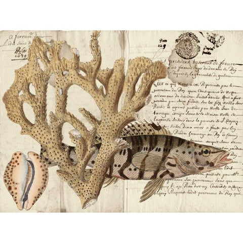 Sealife Journal II Gold Ornate Wood Framed Art Print with Double Matting by Vision Studio