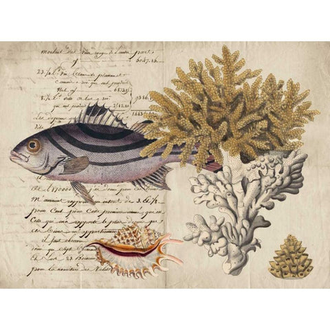 Sealife Journal III Black Modern Wood Framed Art Print with Double Matting by Vision Studio