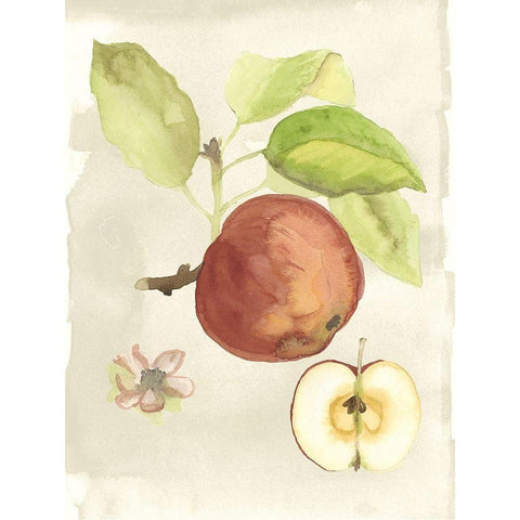 Custom Watercolor Fruit IV (ASH) White Modern Wood Framed Art Print by McCavitt, Naomi