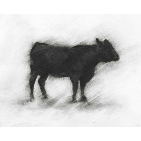 Charcoal Bovine Study II Black Modern Wood Framed Art Print with Double Matting by Harper, Ethan