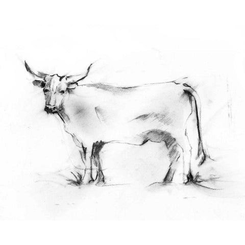 Charcoal Bovine Study III Black Modern Wood Framed Art Print with Double Matting by Harper, Ethan