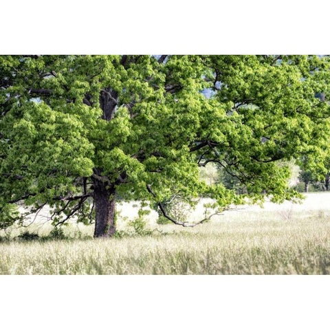 Tree in Summer White Modern Wood Framed Art Print by Head, Danny