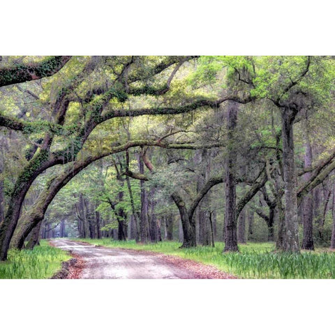 Dirt Road I White Modern Wood Framed Art Print by Head, Danny