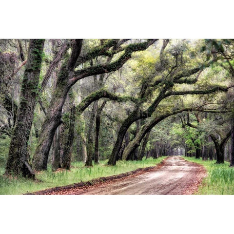 Dirt Road II Gold Ornate Wood Framed Art Print with Double Matting by Head, Danny