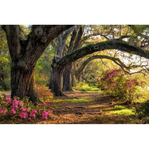 Under the Live Oaks I Black Modern Wood Framed Art Print by Head, Danny