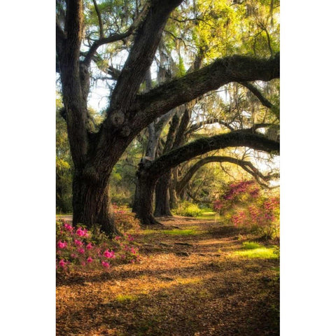 Under the Live Oaks II Black Modern Wood Framed Art Print with Double Matting by Head, Danny
