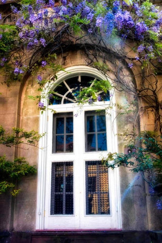 Wisteria Black Ornate Wood Framed Art Print with Double Matting by Head, Danny