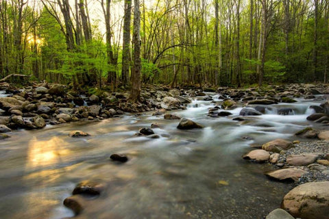 Morning Sunshine I White Modern Wood Framed Art Print with Double Matting by Head, Danny