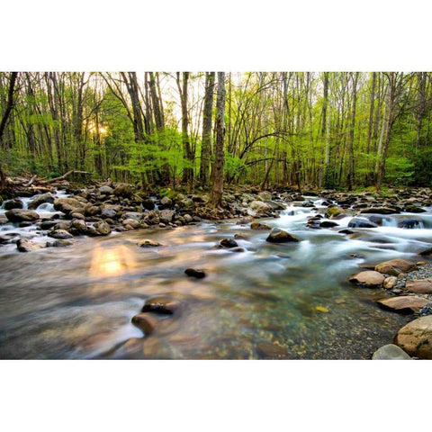 Morning Sunshine II Black Modern Wood Framed Art Print with Double Matting by Head, Danny