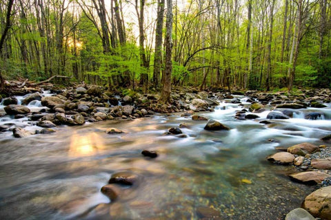 Morning Sunshine II Black Ornate Wood Framed Art Print with Double Matting by Head, Danny