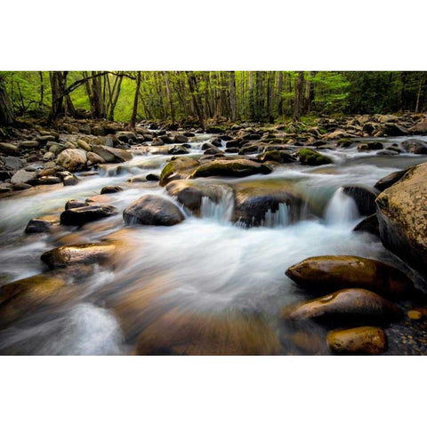 Spring on Porters Creek Gold Ornate Wood Framed Art Print with Double Matting by Head, Danny