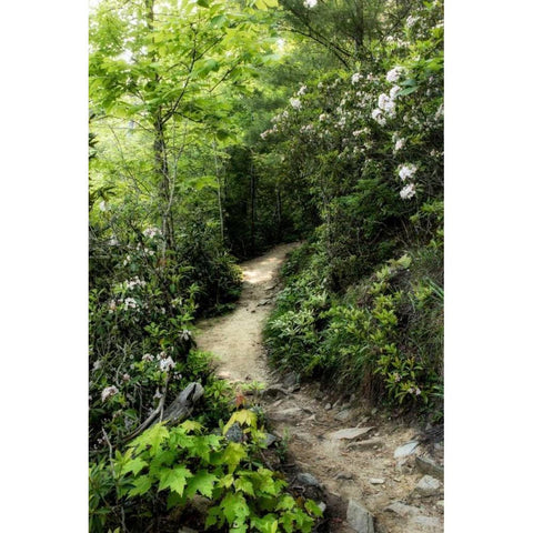 Mountain Trail Black Modern Wood Framed Art Print by Head, Danny