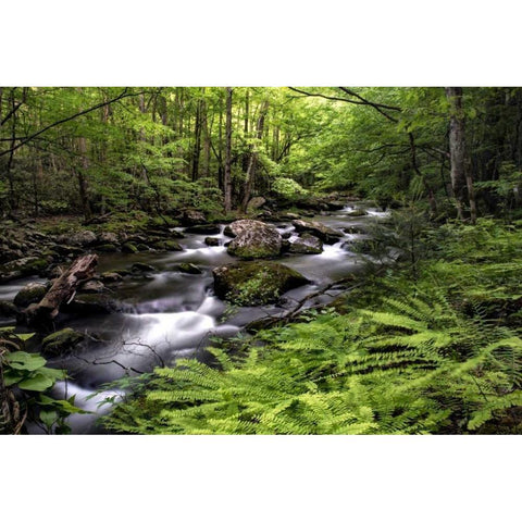 Fern Bank Black Modern Wood Framed Art Print with Double Matting by Head, Danny