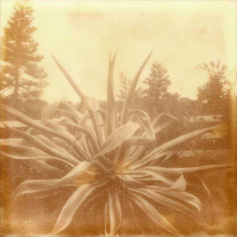 Halia Aloha IX Black Modern Wood Framed Art Print by Johnson, Jason