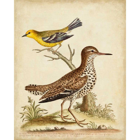 Antique Bird Menagerie I Black Modern Wood Framed Art Print by Edwards, George
